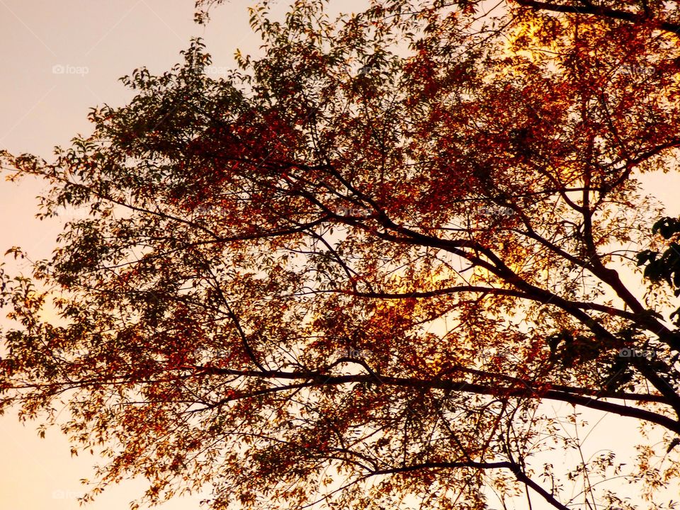 Sunset behind the cool tree