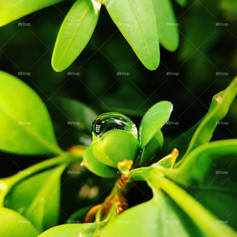 Drop on the leaf