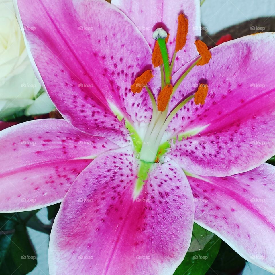 Fresh pink wet lily