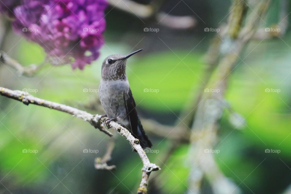 Hummingbird perched on lilac tree 