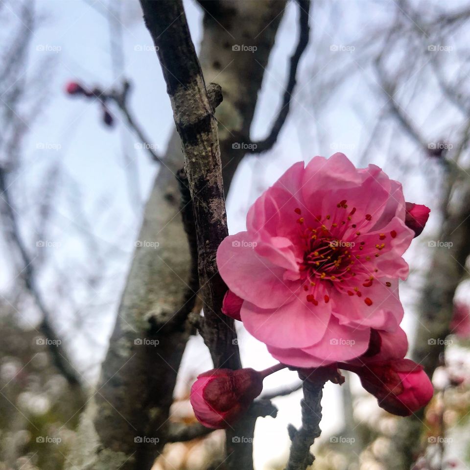 Blossoms on a bare grey branch in winter