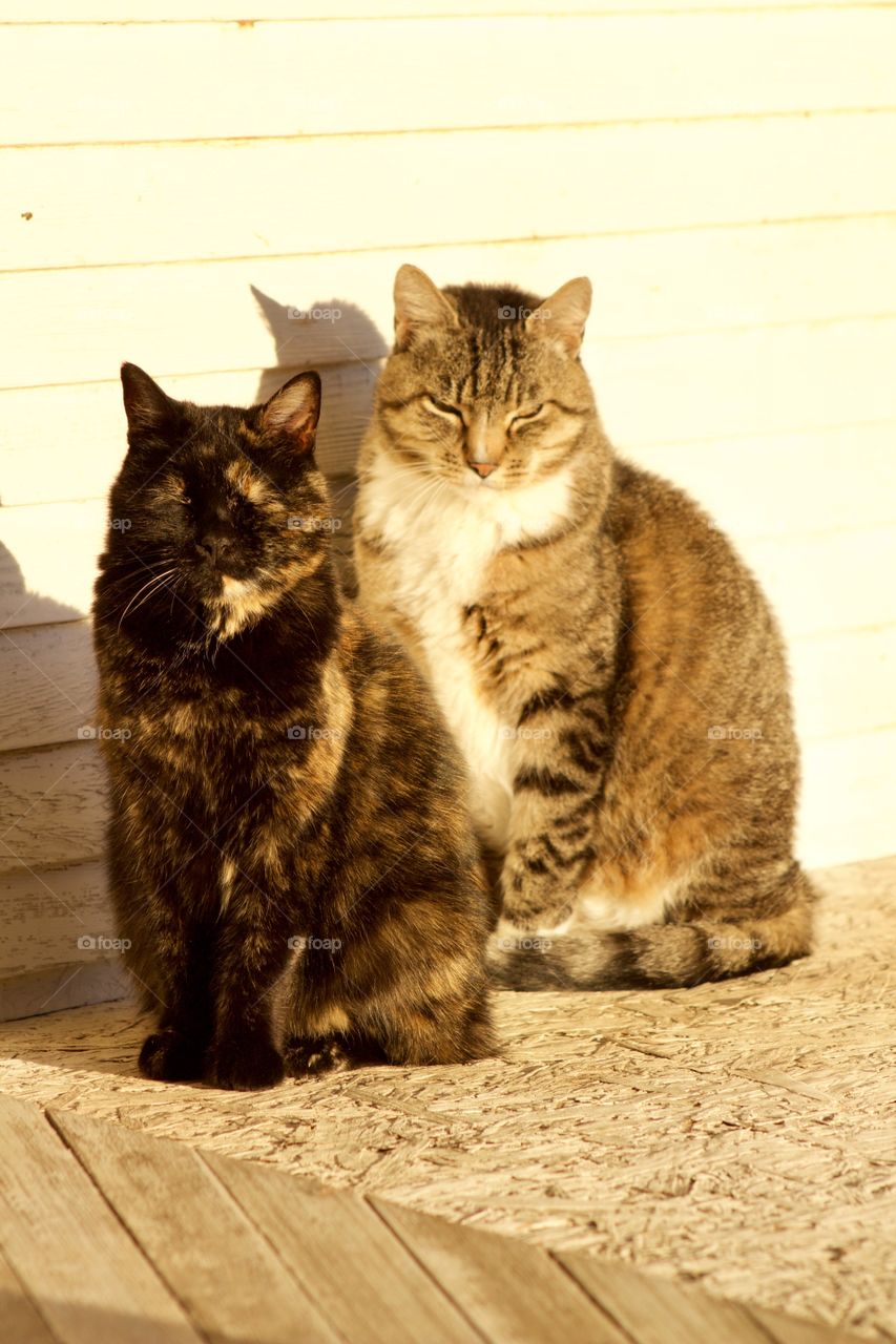 A tortoise shell cat and a grey tabby enjoying the warm early morning autumn sun 