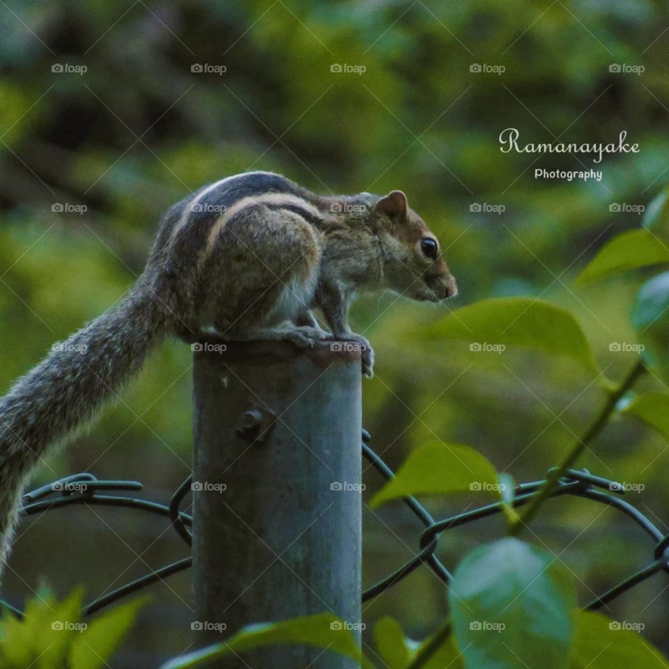 sri lankan squirrel 🐿️