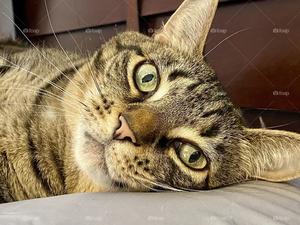 A brown tabby cat laying on a pillow