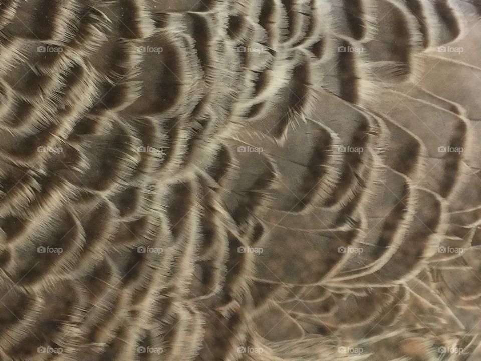 Close of Duck Feathers 