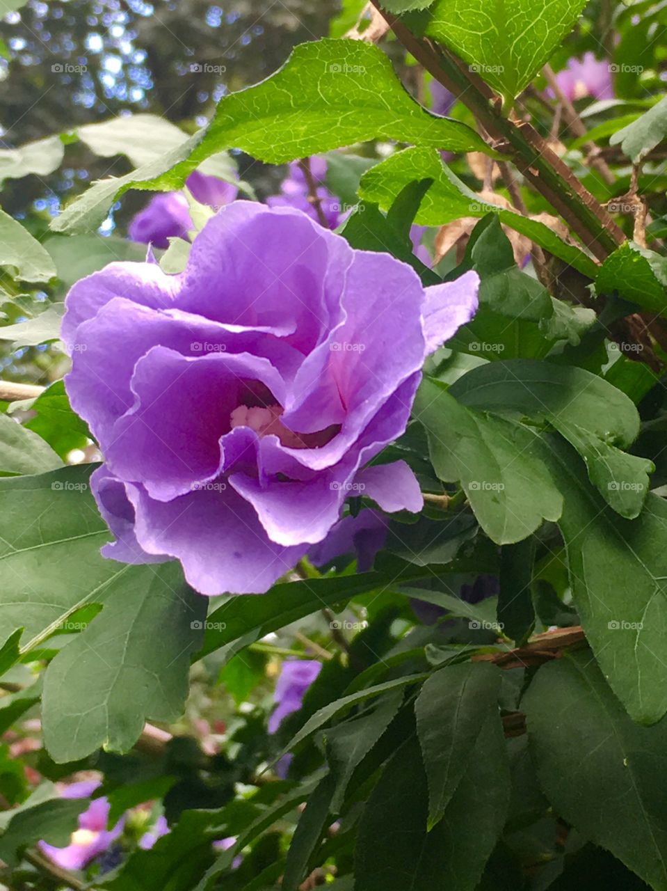 Pretty Purple Flower on a Blossoming Tree: 2