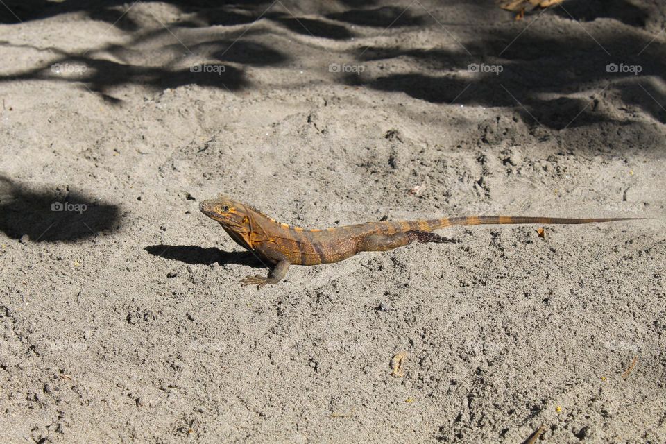 Iguana is a genus of herbivores lizards that are native to tropical areas of Central and South America.  Photo taken in Costa Rica