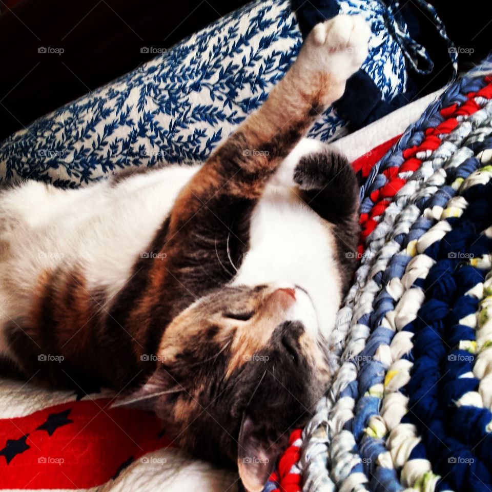 Cat Nap. My kitty Hepburn taking a nap