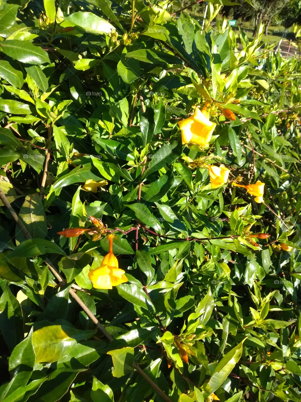 plants