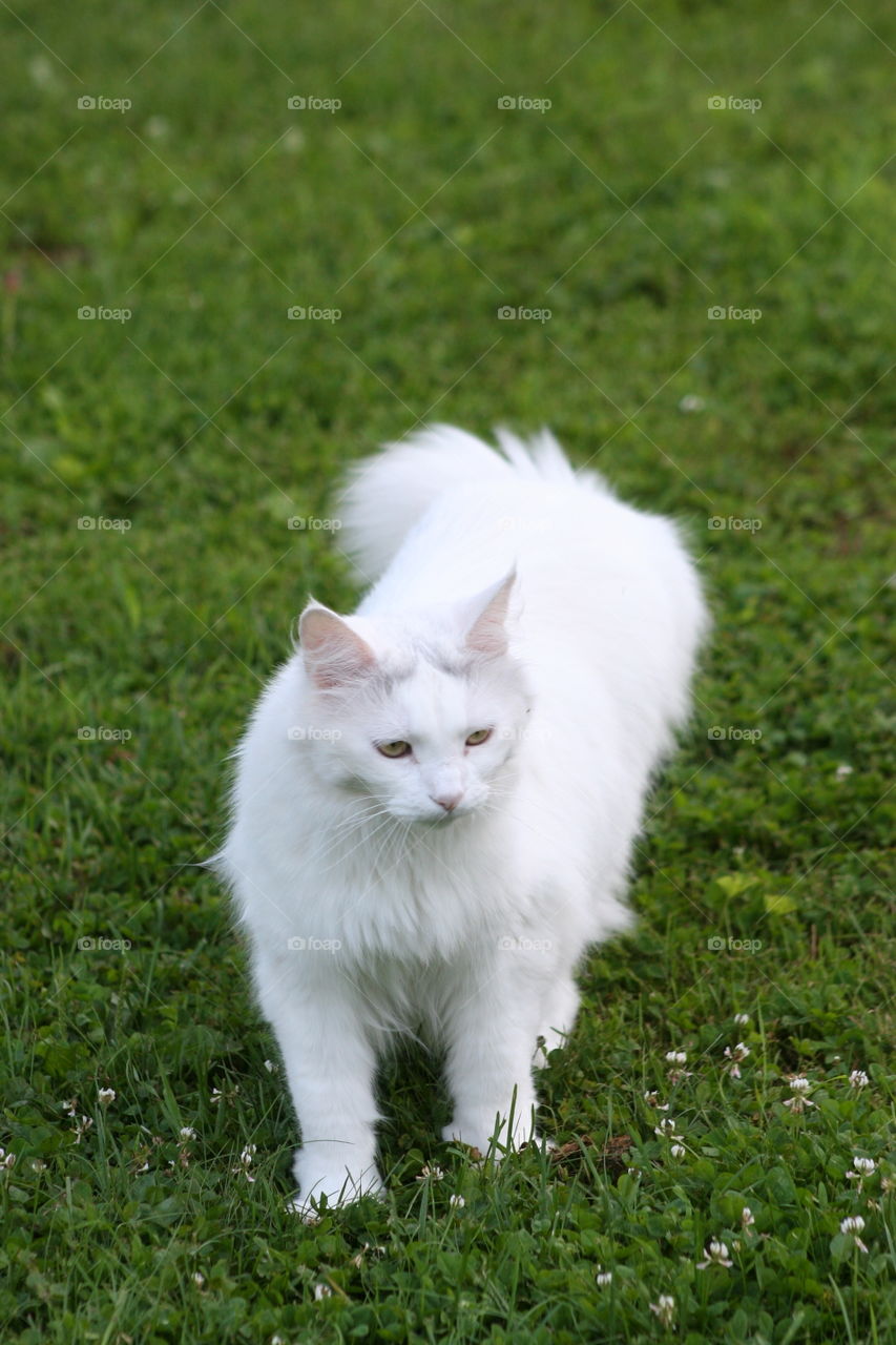 White cat