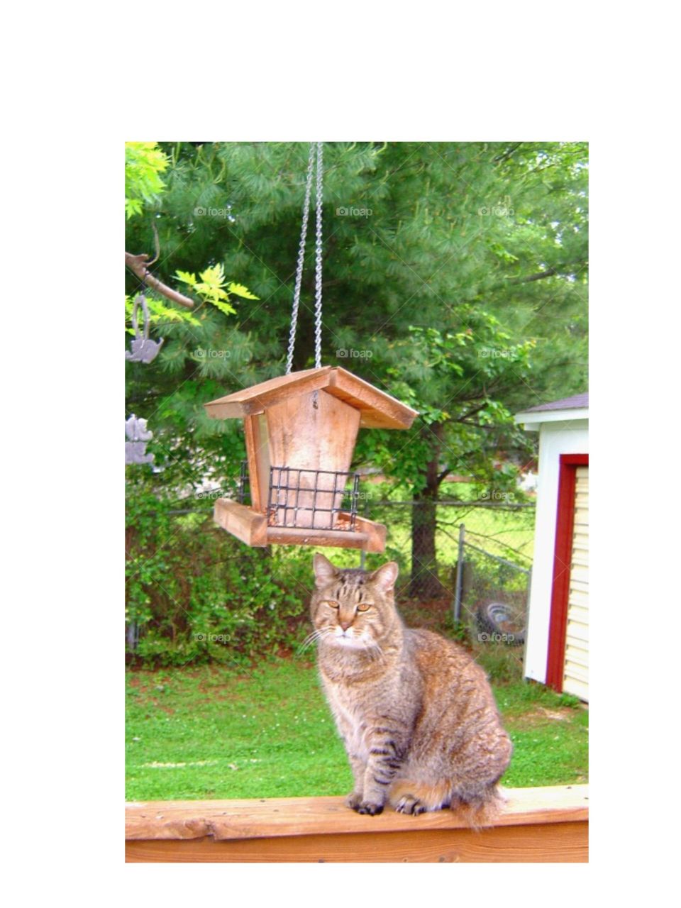 Cat watching birdfeeder