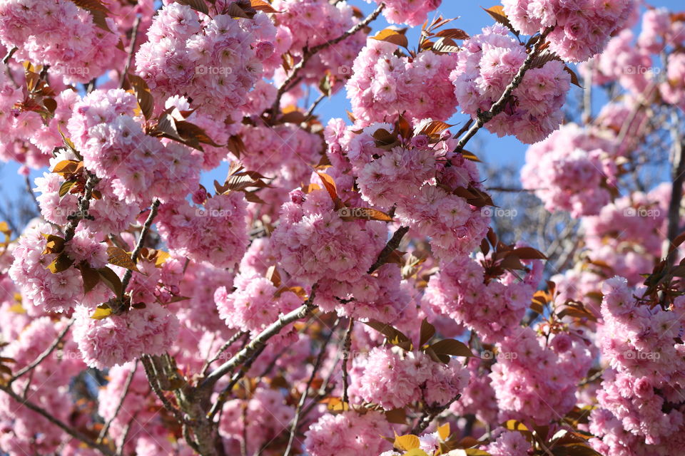 Japanese cherry tree in full bloom in spring 