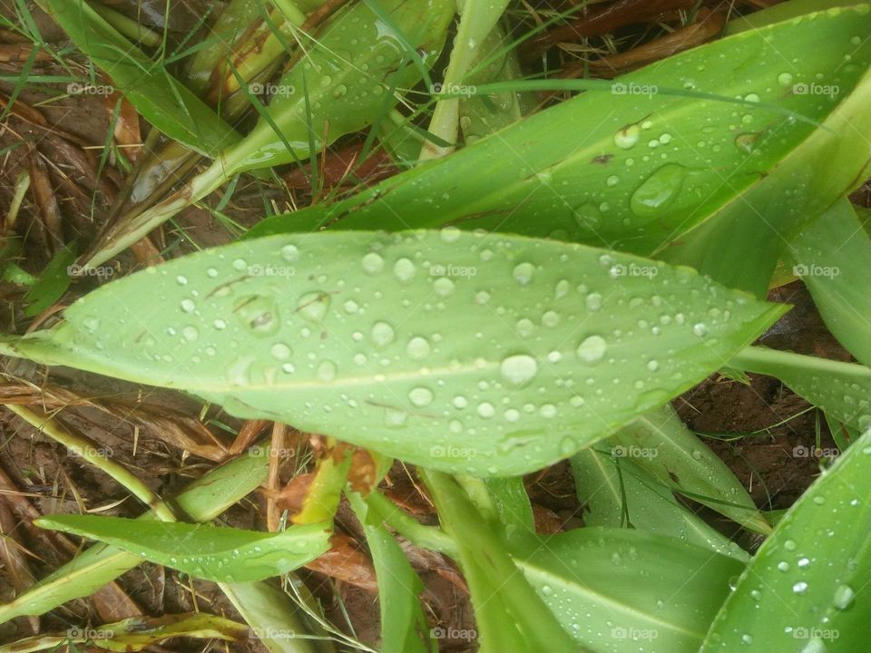 Beautiful droplets of water on green leave