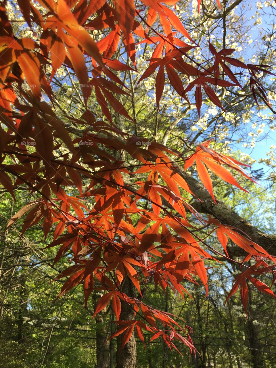 Japanese Maple in sunlight 