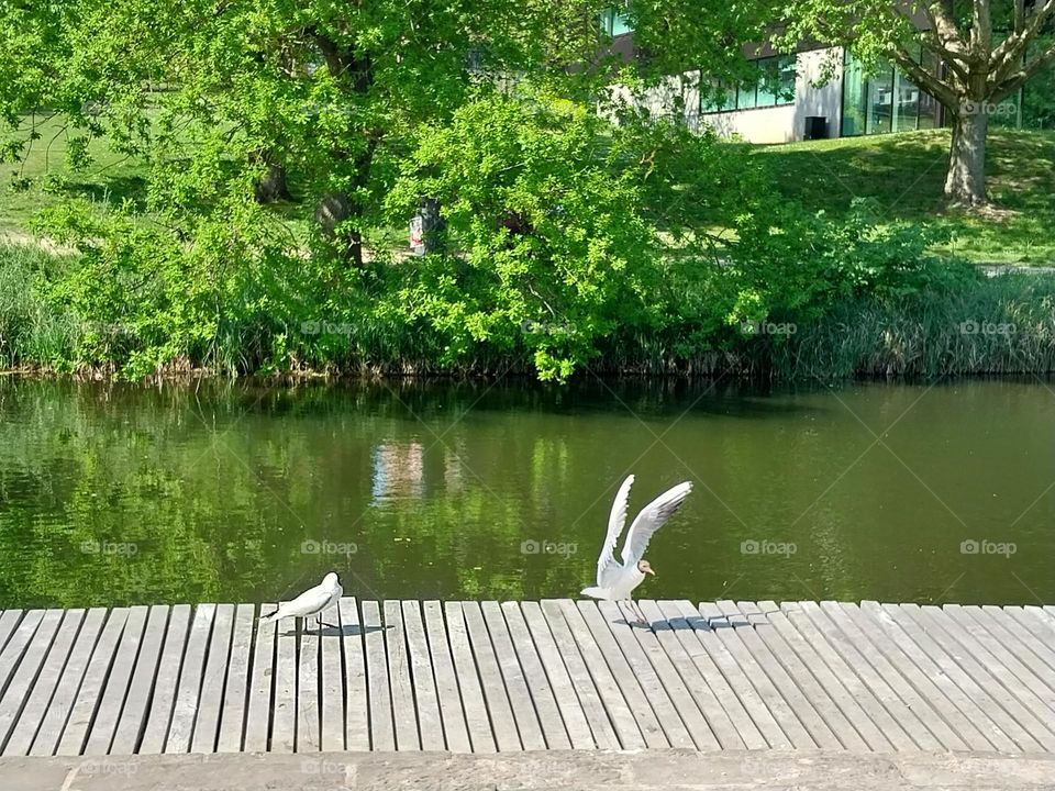 urban nature wildlife