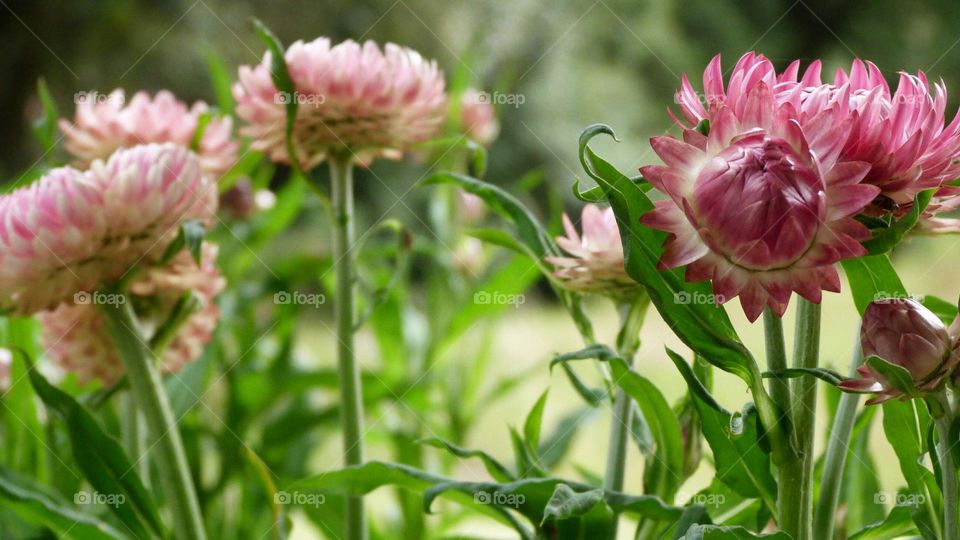 pink flowers