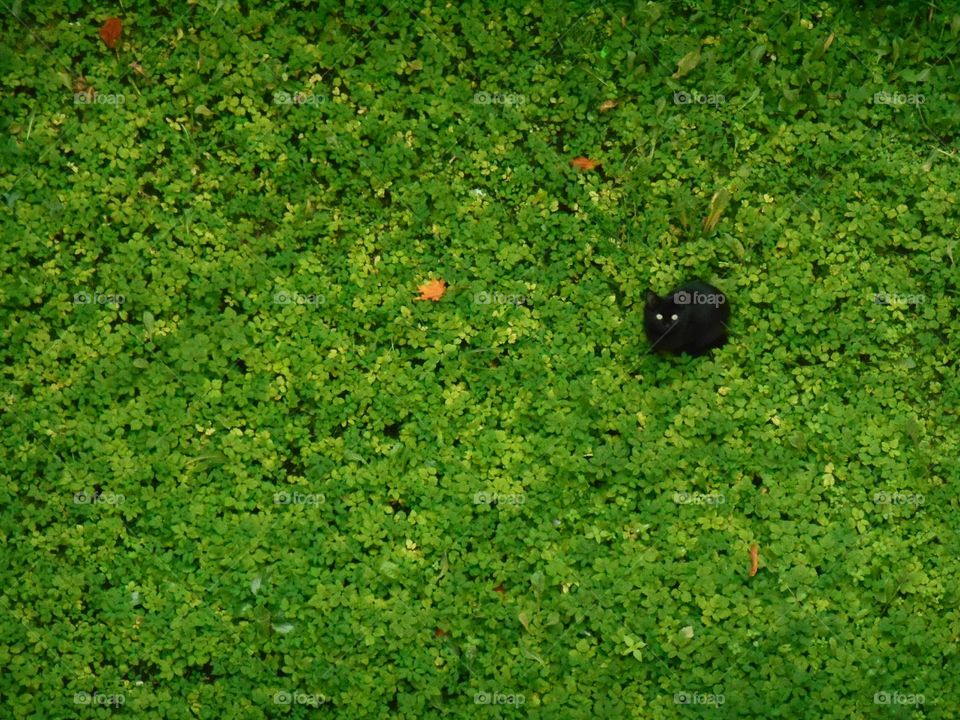 Grass, Leaf, Growth, Desktop, Flora