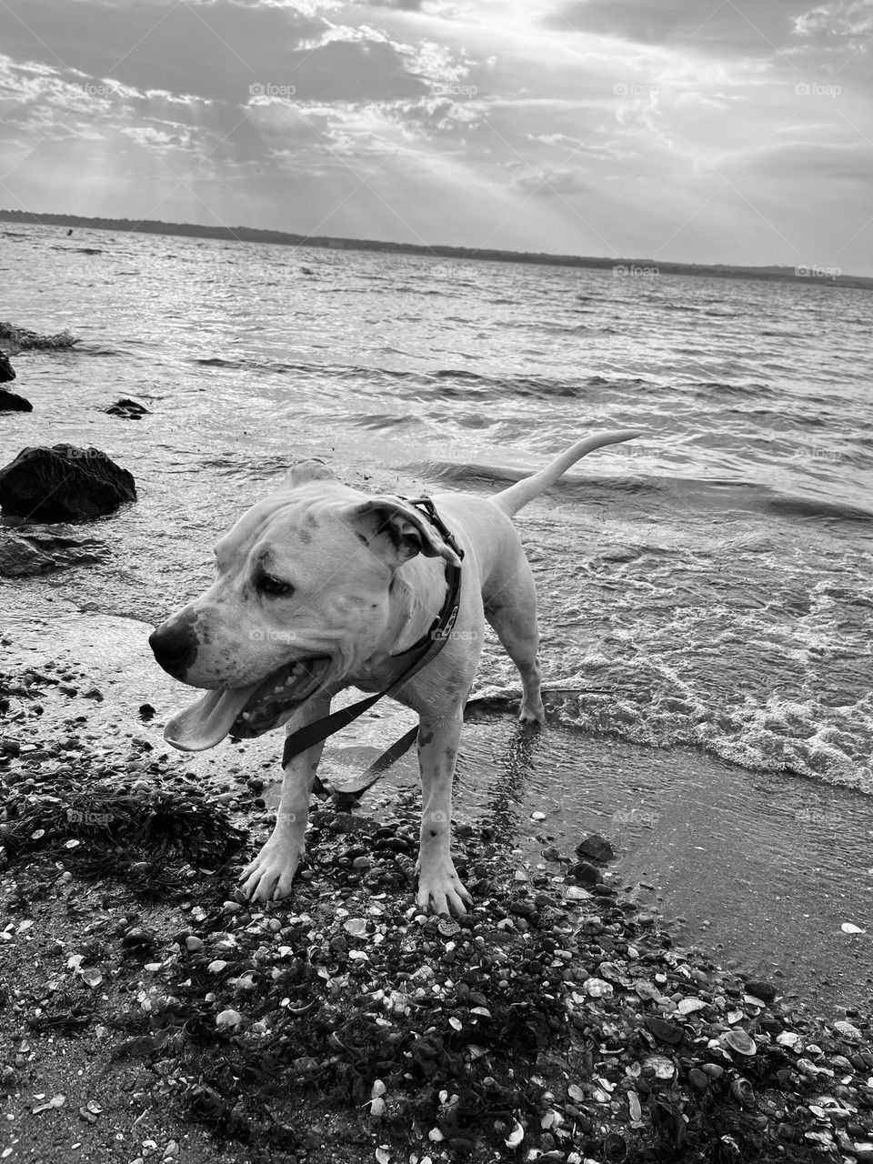 White pit bull terrier plays in the ocean at sunset in black and white 