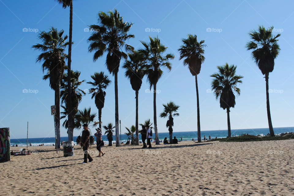 Palm trees and beach