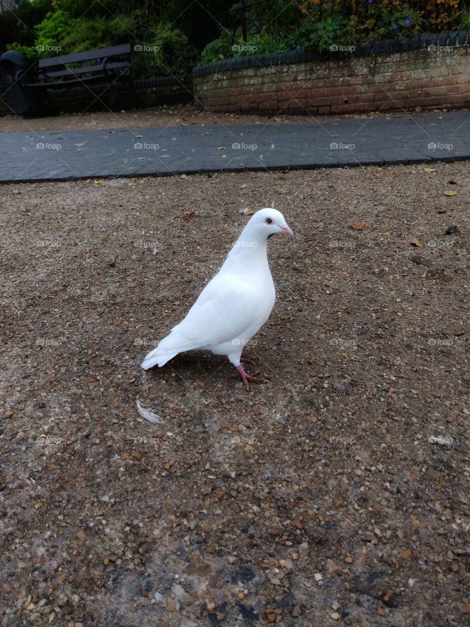White pigeon close-up