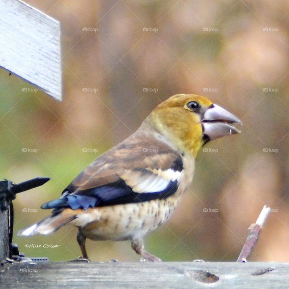 Young hawfinch on my veranda today