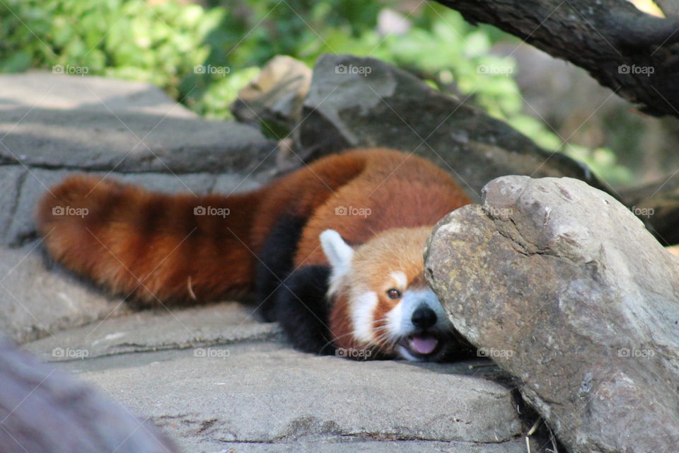 red panda