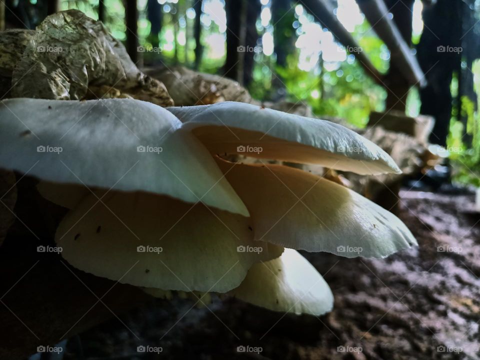 Oyster mushroom (Pleurotus ostreatus)
cultivation growing in farm Mushroom
cultivation in organic farms Fresh mushroom growing on a special soil
on a mushroom production. close-up
horizontal