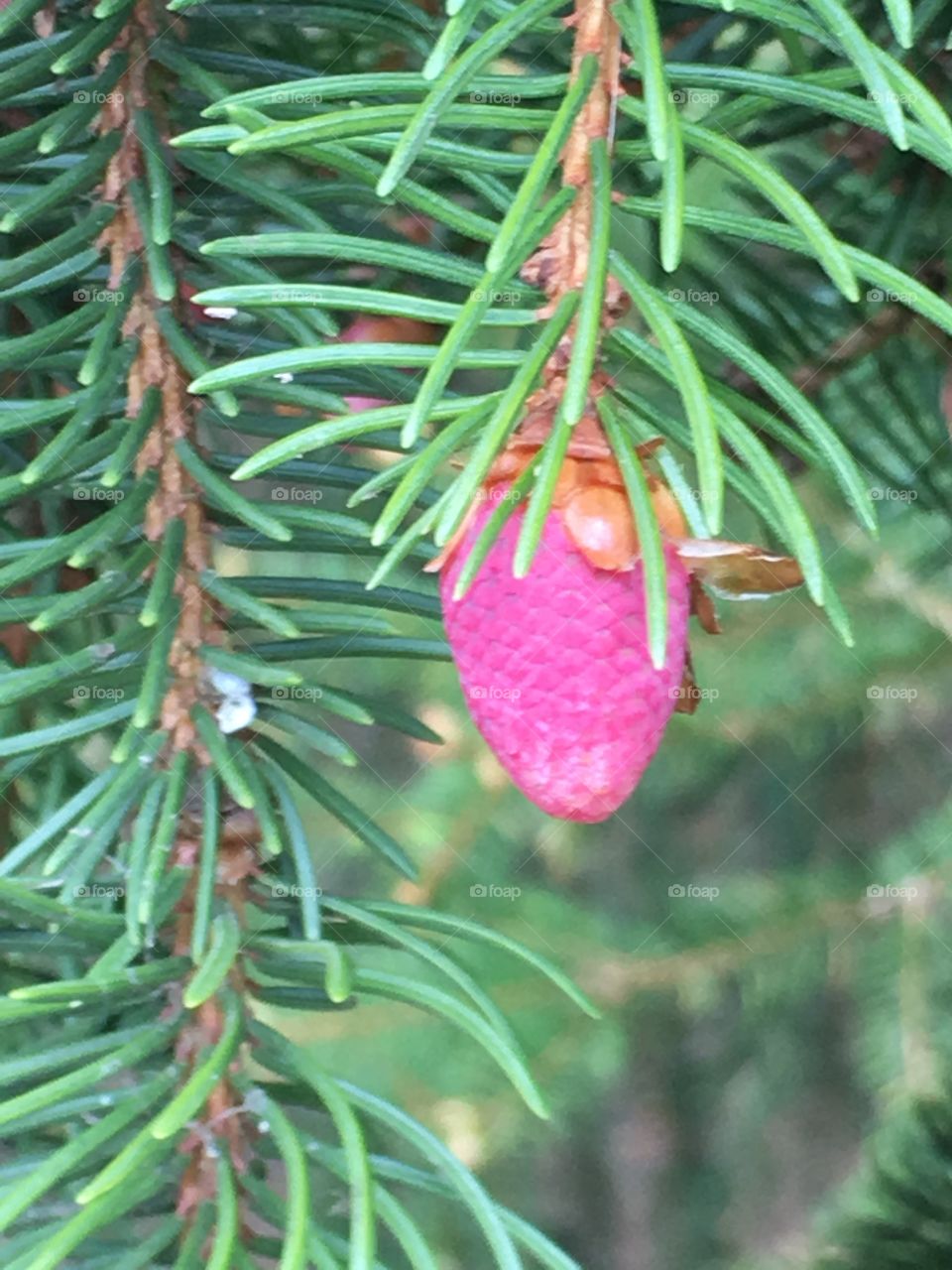 buds on spruce