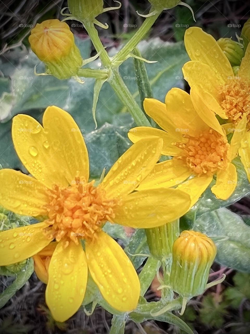 Spring vs summer. Closeup of yellow spring flowers with morning dew 🌼