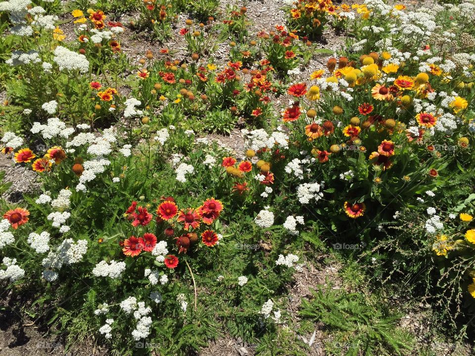 High angle view of flower plant