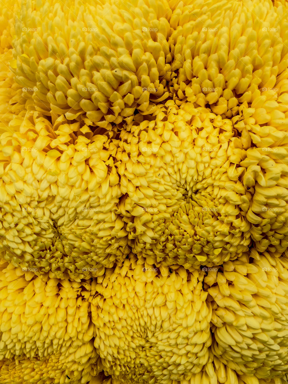 Chrysanthemums