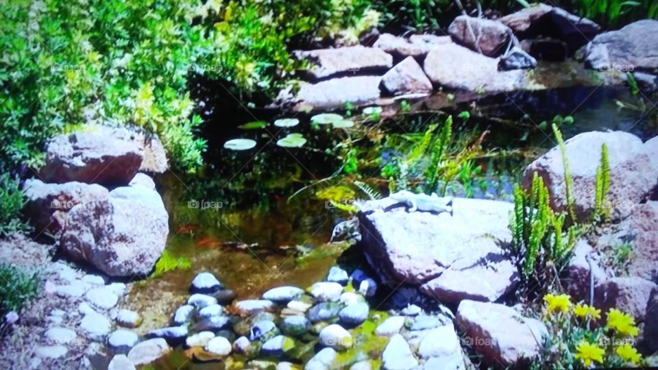 Water, Stream, Nature, Rock, Stone
