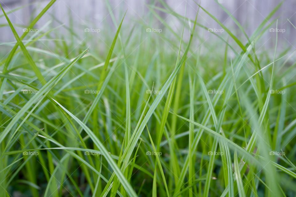 Green grass 
