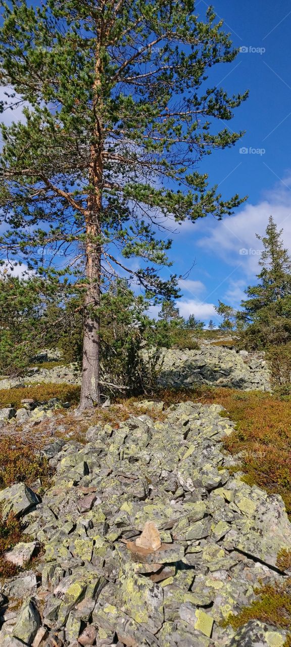 Pallas-Yllästunturi nationalpark, Lapland, Finland