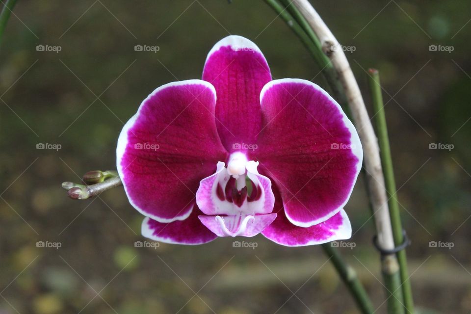 red orchid
