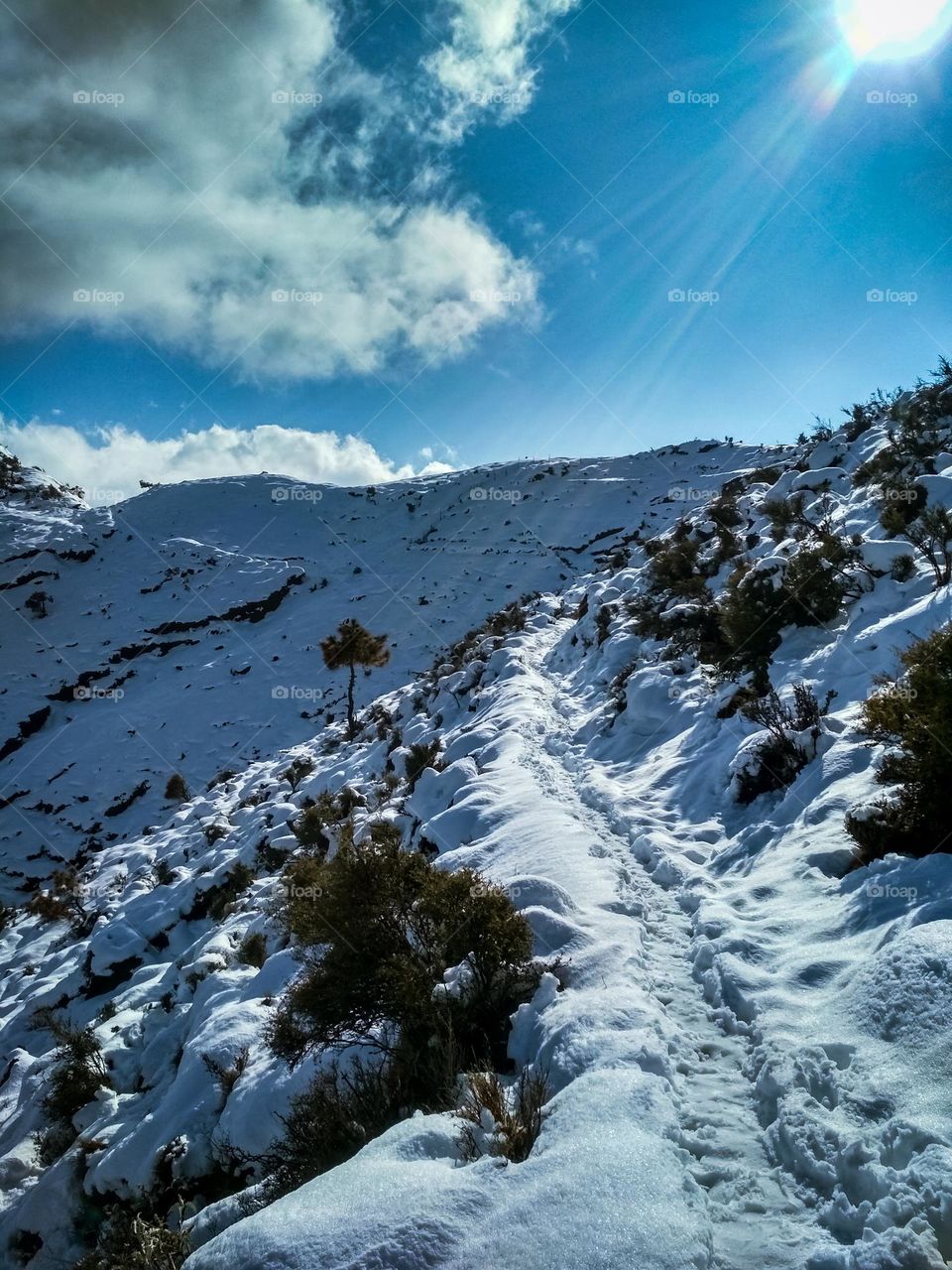 snow on the mountain.
