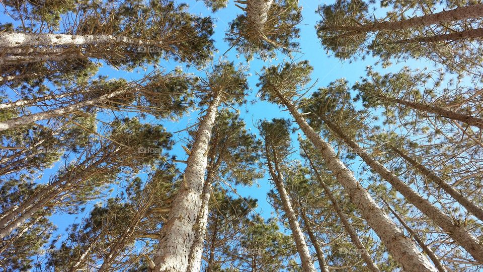 Treetops. winter hike in northern Wisconsin