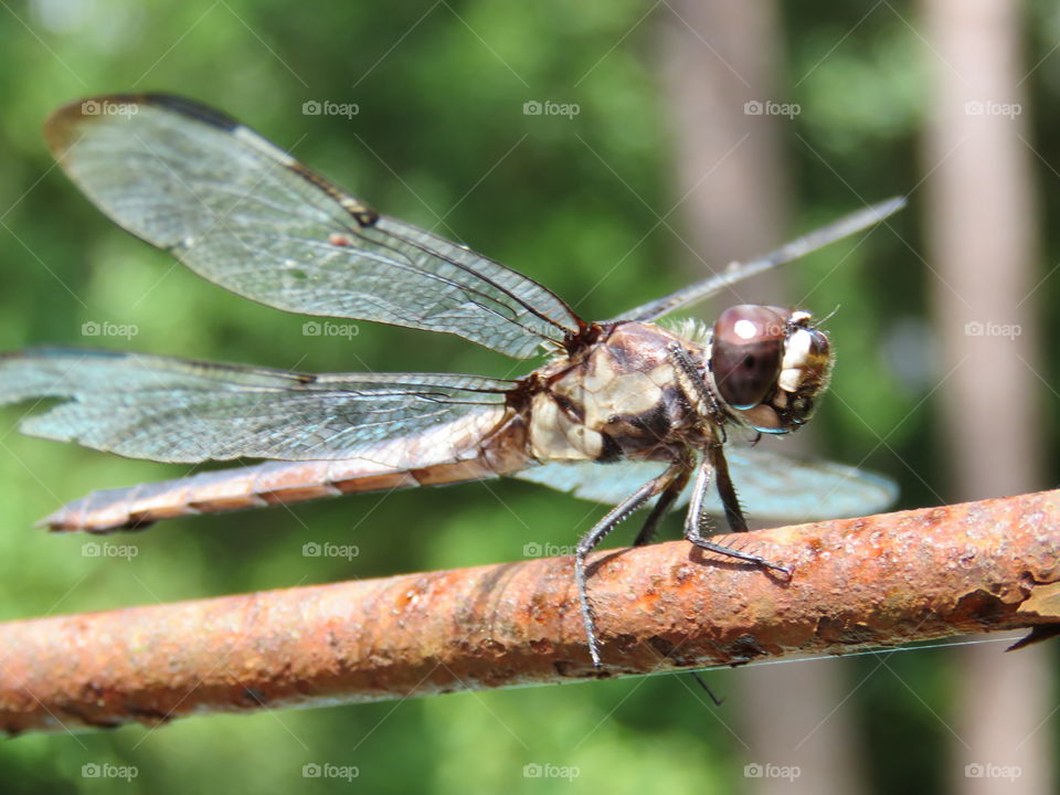 dragonfly