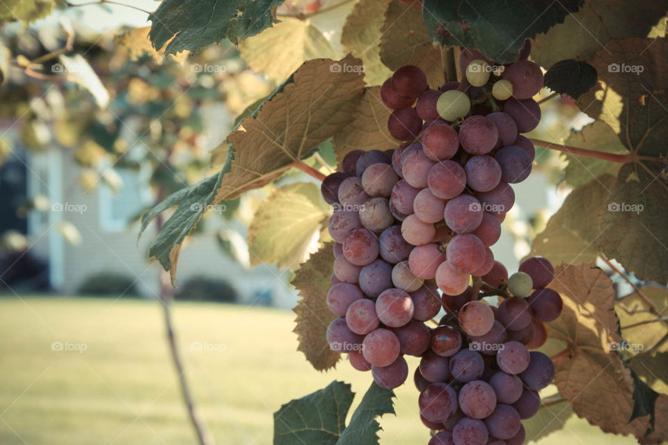 Plump grapes on the vine