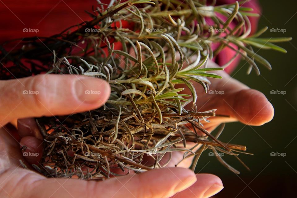 Close up of hands holding lavender sprigs
