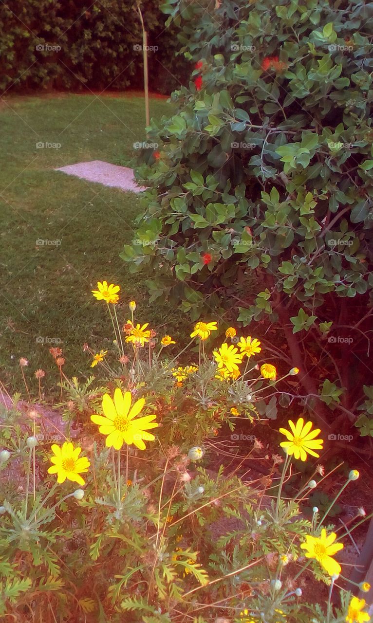 Beautiful garden with flowers and green 
flora along large grass field