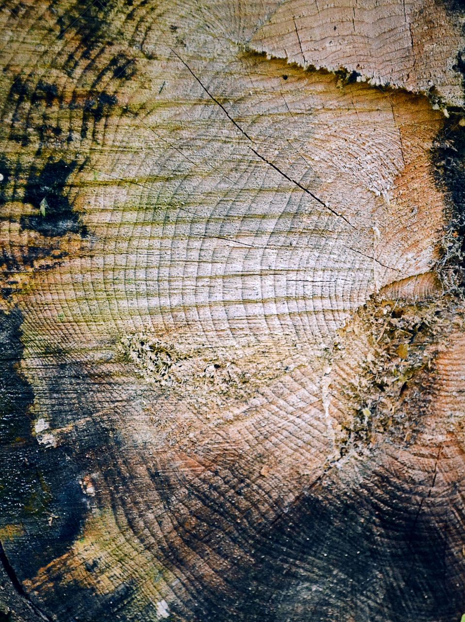 Extreme close-up of tree trunk