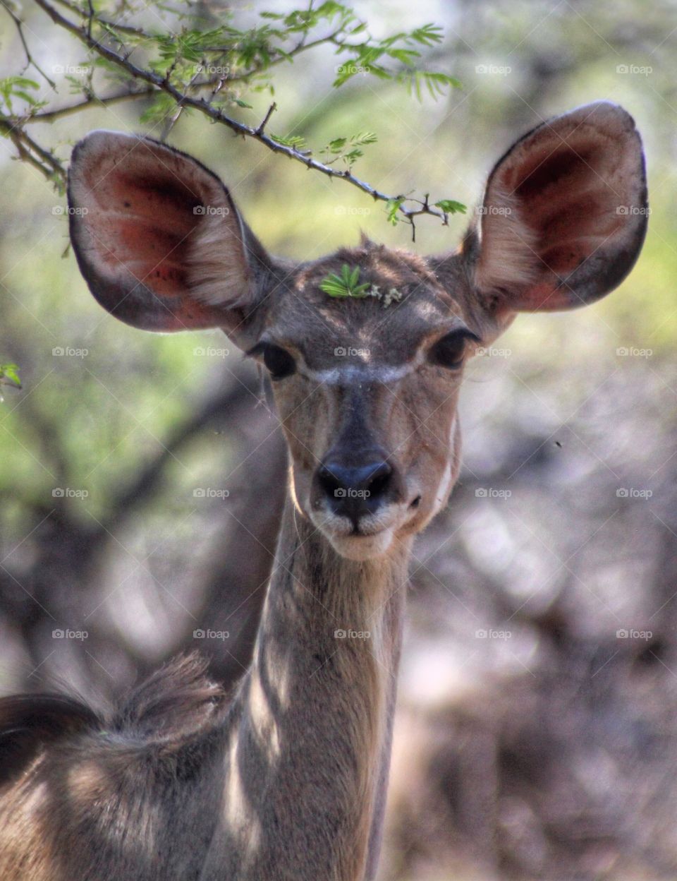 Female kudu 