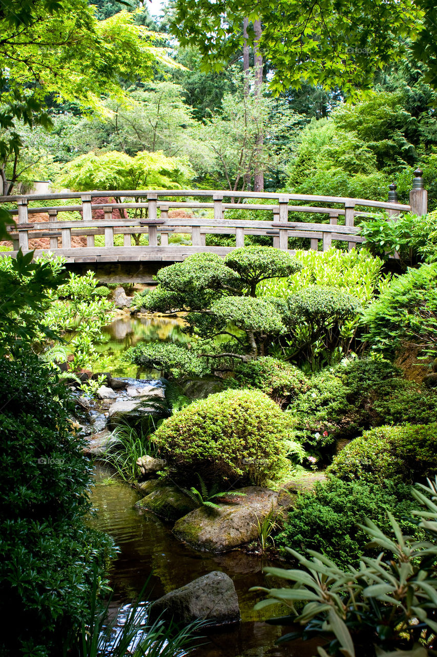 Bridge covered by the trees