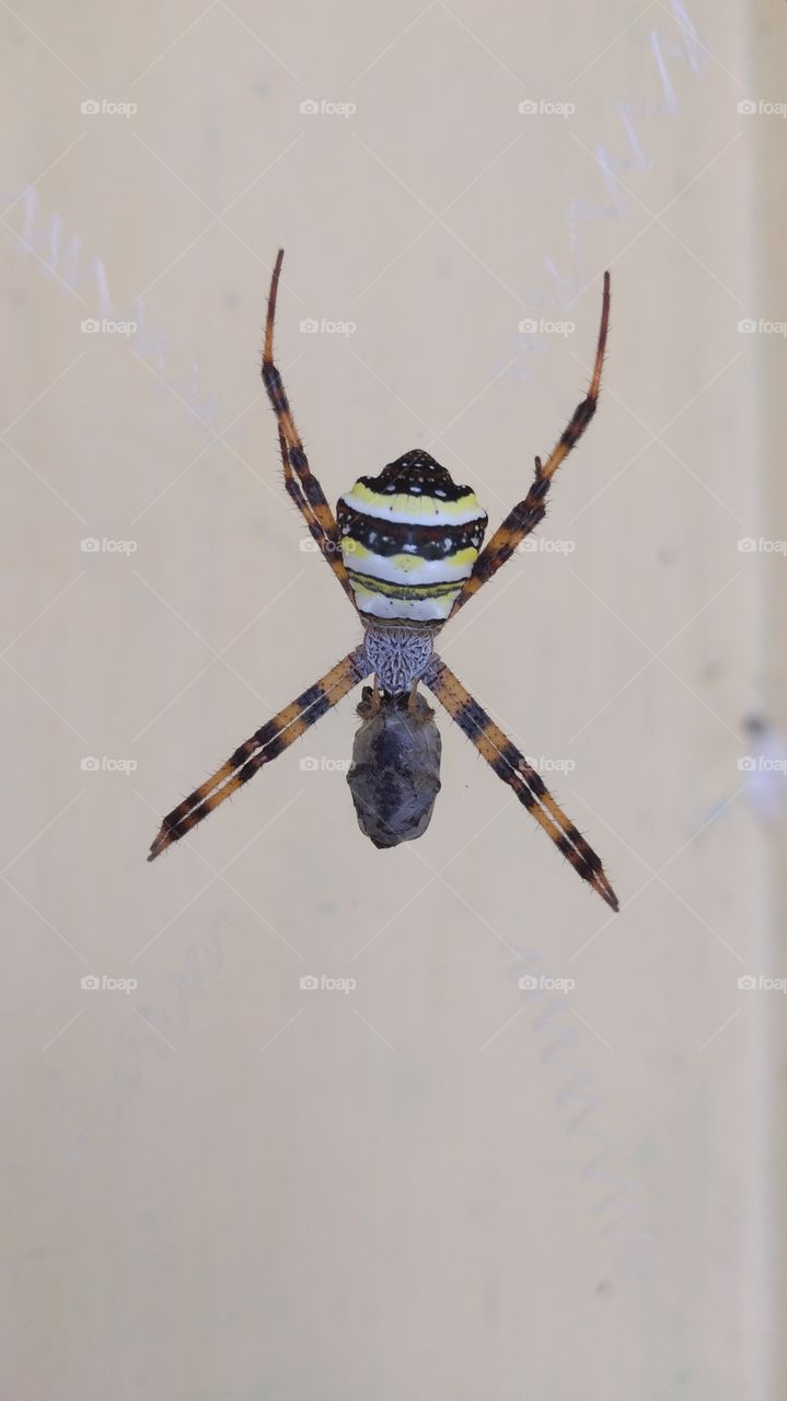 a colourful spider