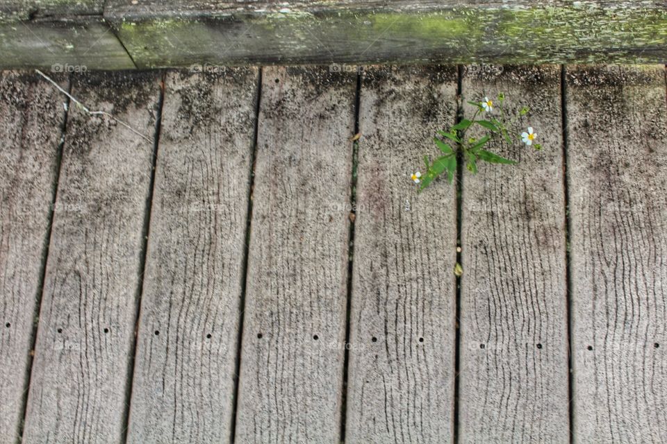 Seed in wood. A plant growing through some wood planks 
