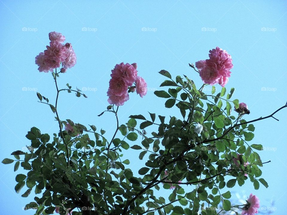 Летнее цветение