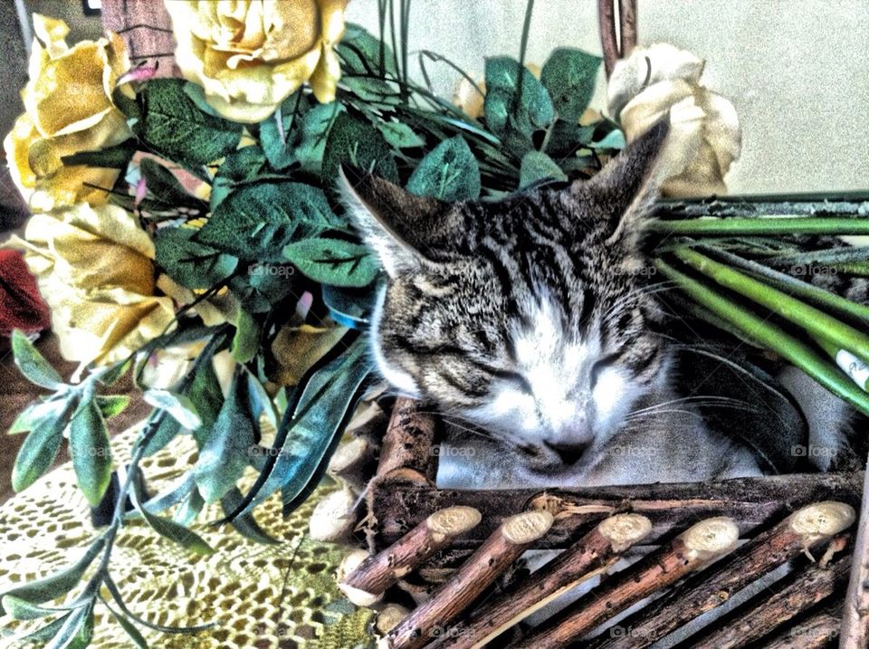 Cat nap basket