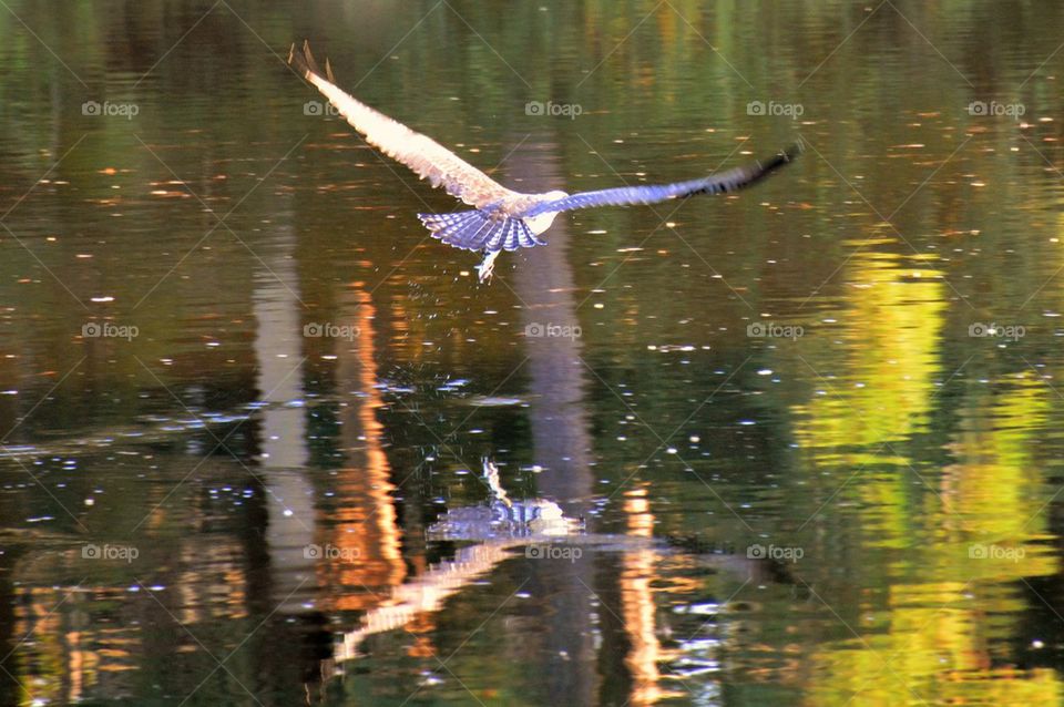 Osprey fishing