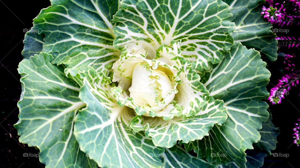 Elevated view of cabbage